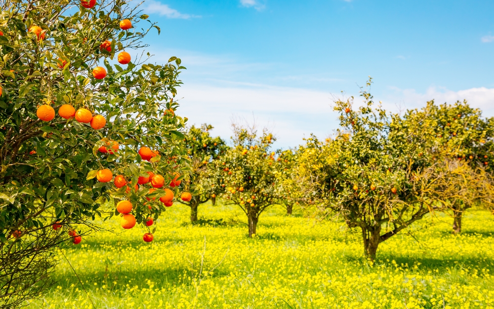 Perfect,View,Of,Ripe,Juicy,Mandarin,Oranges,In,Garden,On