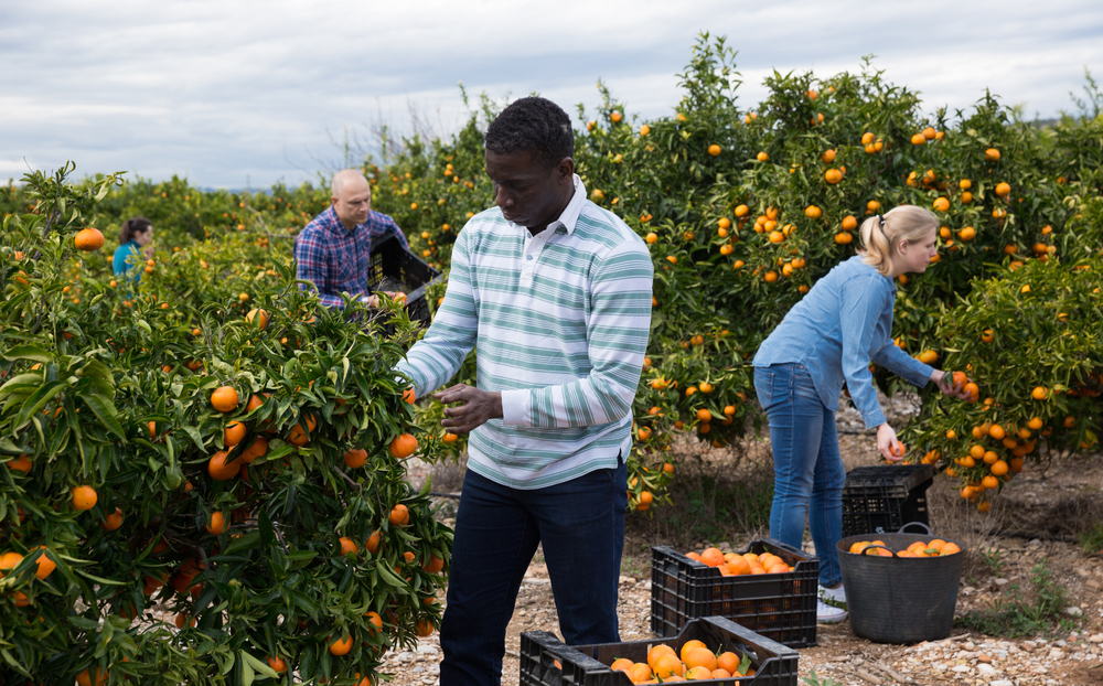 African-american,Man,Gardening,In,His,Orchard,,Picking,Fresh,Ripe,Tangerines