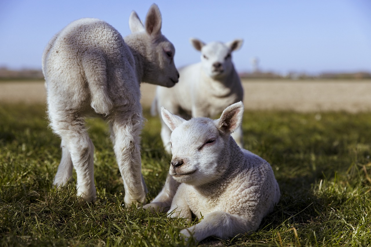 lambs-5074389_1280