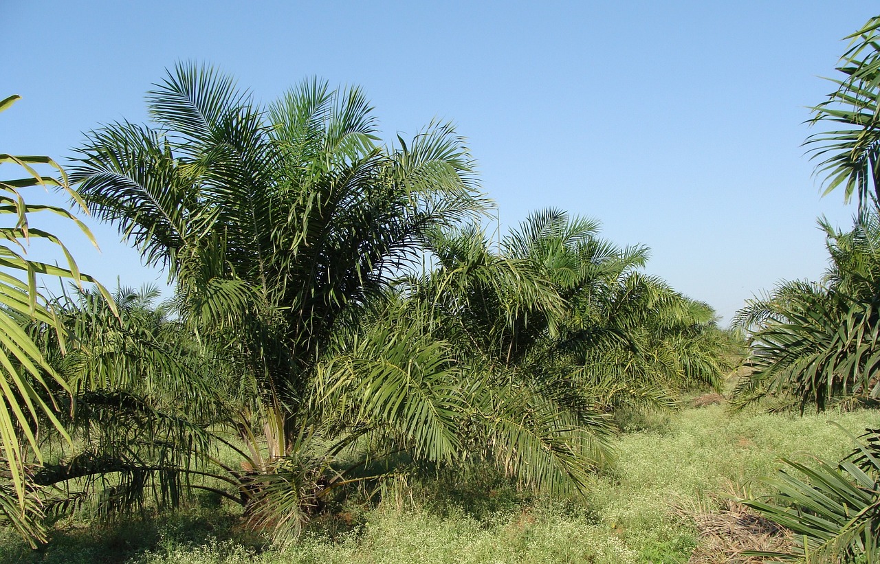 oil-palm-287878_1280