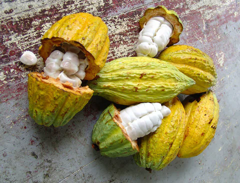 raw_cocoa_beans-tiny_480x480