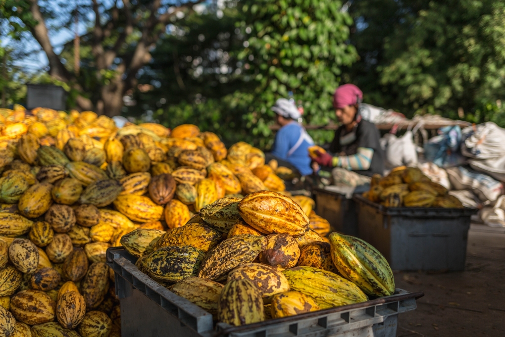 Fresh,Cocoa,Fruit,In,Cocoa,Factory