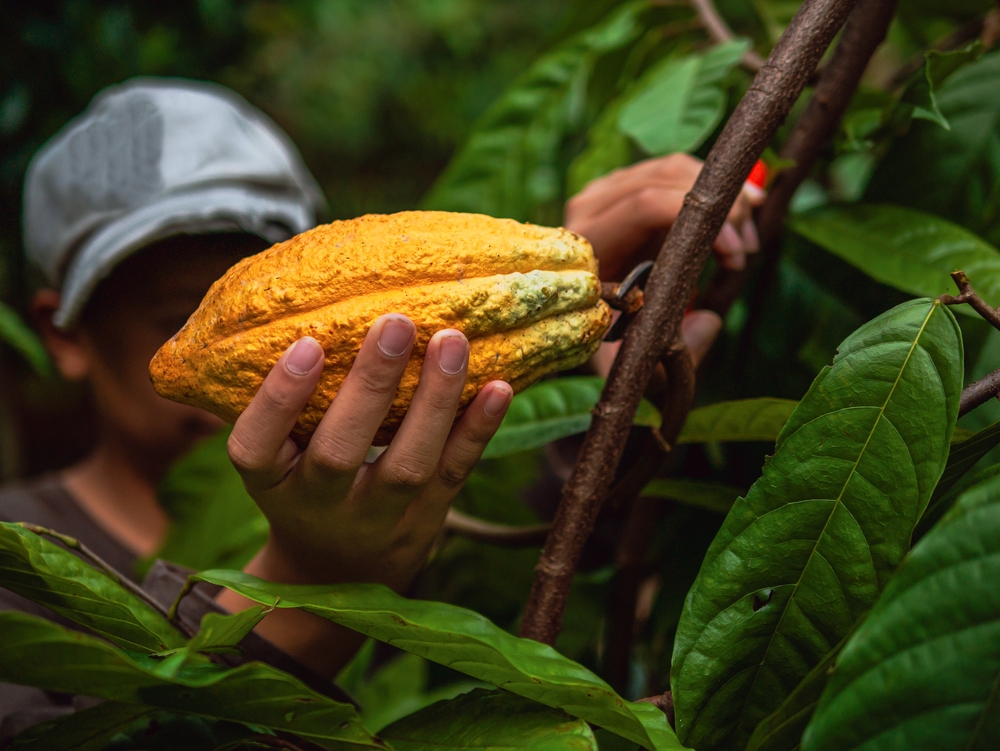 Harvesting cocoa at BnH Farms in Cameroon