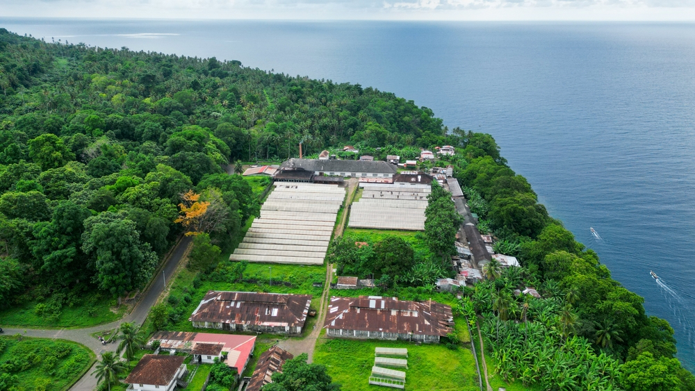 Cocoa plantations at BnH Farms in the East Region of Cameroon