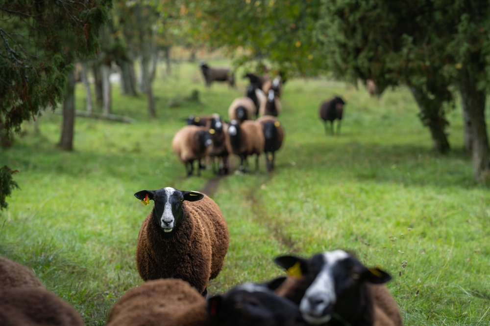 Line,Of,Sheep,Walking,On,Grassy,Field,Between,The,Trees.