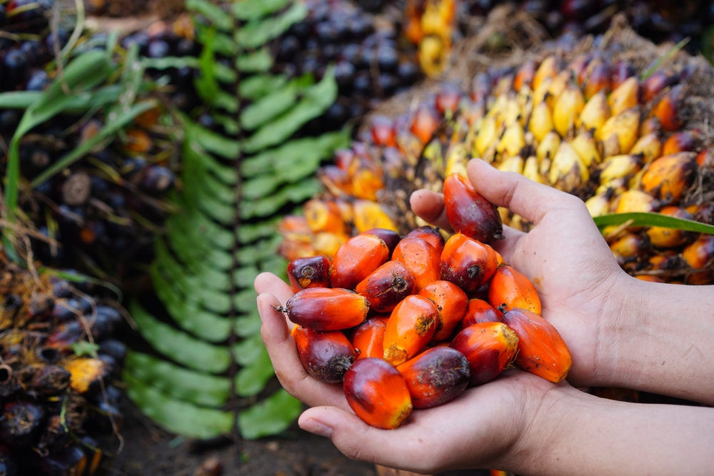 Hand,Holding,Oil,Palm,Fruits,After,Harvesting,In,The,Field